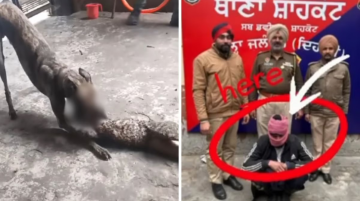 ਇੰਟਰਨੈੱਟ ਮੀਡੀਆ 'ਤੇ ਰੀਲਾਂ ਪਾ ਕੇ ਵਿਊ ਵਧਾਉਣ ਲਈ ਅਵਾਰਾ ਕੁੱਤਿਆਂ ਕੋਲੋਂ ਮਰਵਾ ਰਿਹਾ ਸੀ ਬਿੱਲੀਆਂ